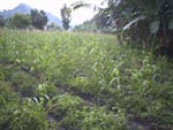 FARM LAND For Sale Cebu,Philippi Toledo, Cebu, City